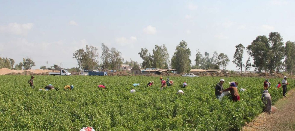 Tarım işçilerinin ücretleri 2025 yılında yüzde 37,8 arttı