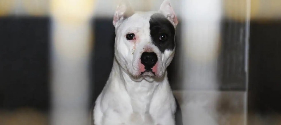 Yargıtay'dan pitbull cinsi köpek için emsal karar