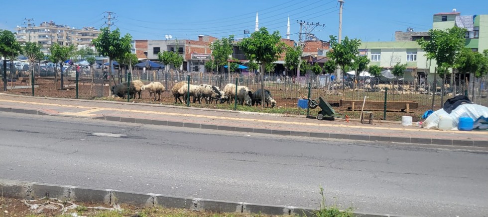 YENİKÖY Mezarlık Çevresindeki Skandal Görüntü: Milyarlar Harcandı, Alan Hayvan Pazarına Döndü